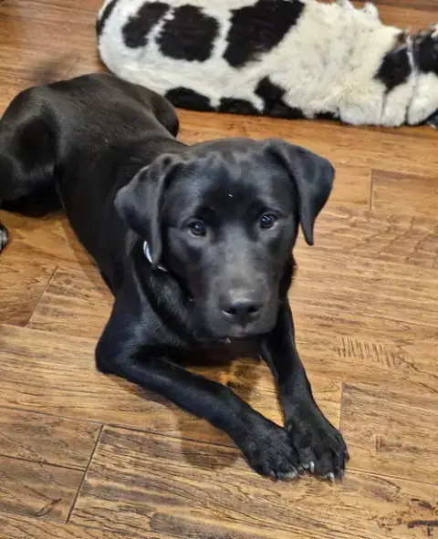 Penny
