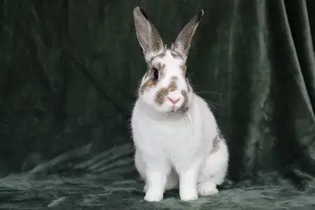 Timothy