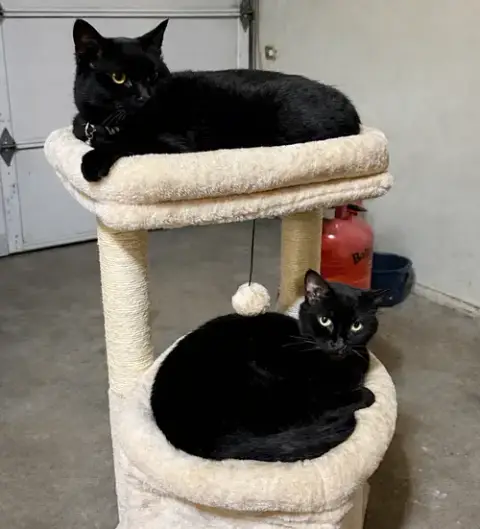 Goose & Moxie#1808 Offered By Owner