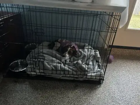 Sadie/Beagle- Adoption Pending photo 4