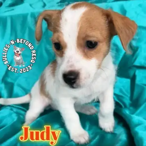 Hollywood Litter: Judy photo 2