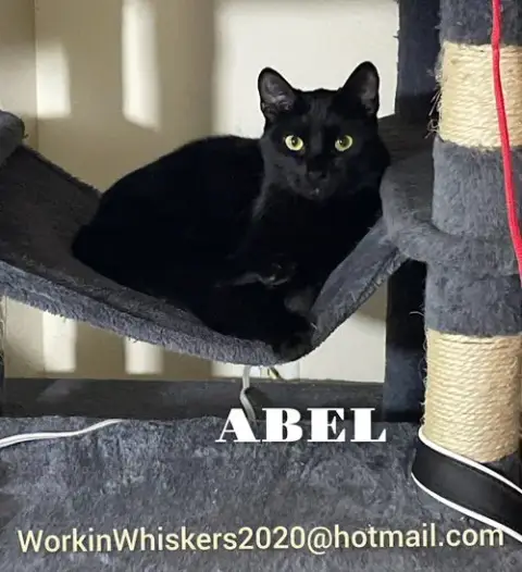 Abel photo 5