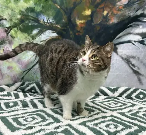 251705 Aubie photo 2