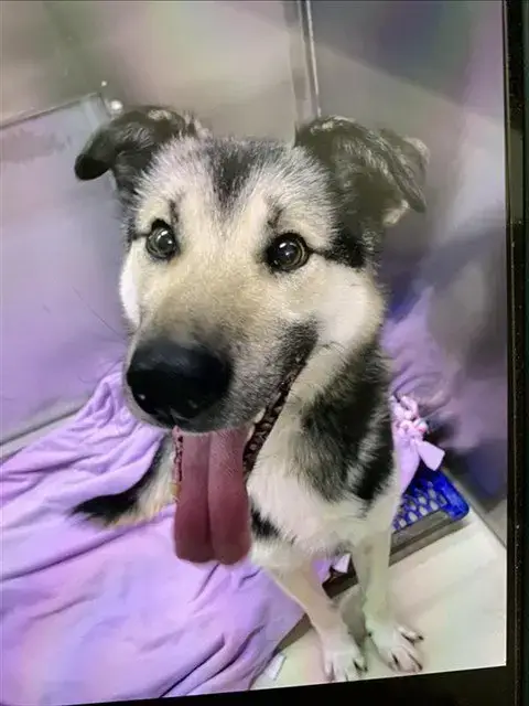 Gronk