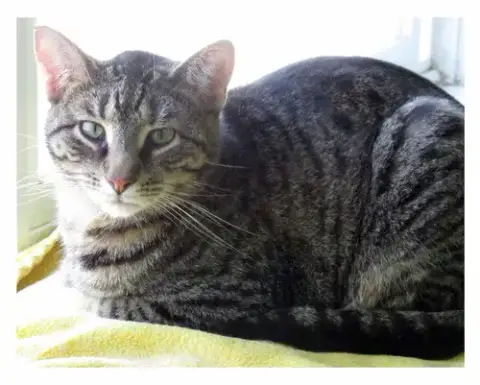 Johnny Rocket photo 2