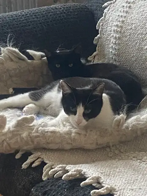 Luna And Lyra photo 2