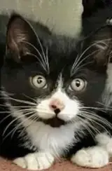 Shock