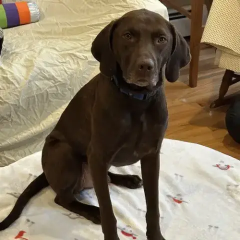 Buddy