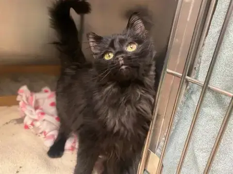 Gigi