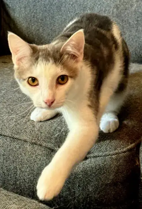 Kitten Gizmo photo 2