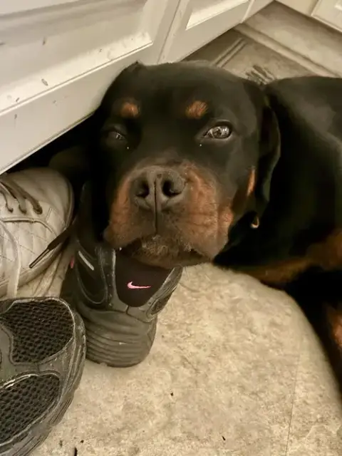 Remi The Rottie photo 4