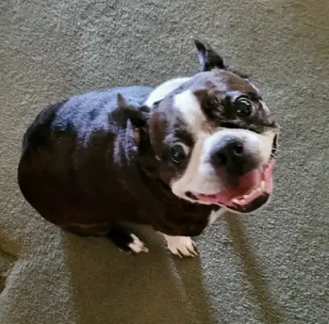 Roxie