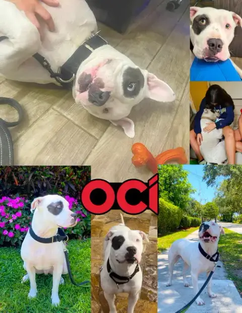 Oci