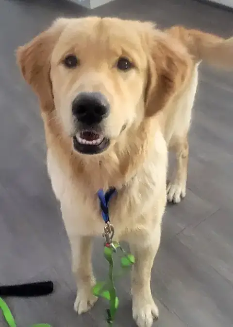 Samson