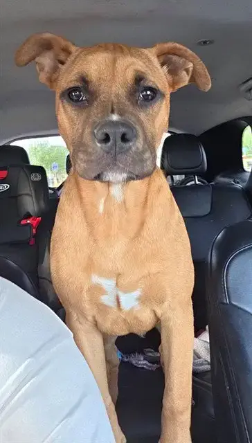 Ace