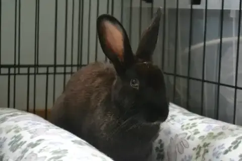 Ellie photo 5