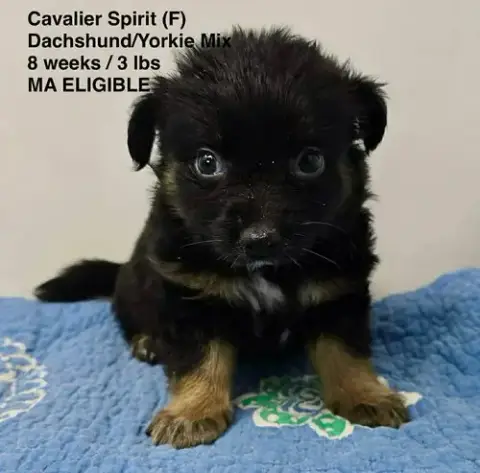 Cavalier Spirit
