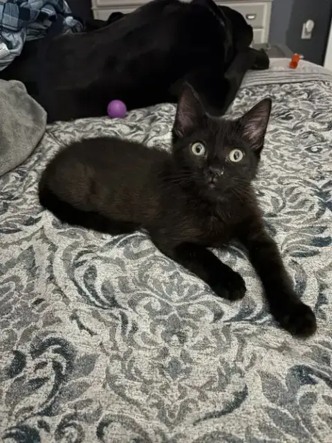 Chanel'S Azula Kitten