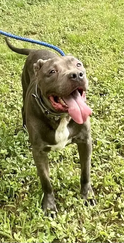 Kingston Needs Foster Home photo 2