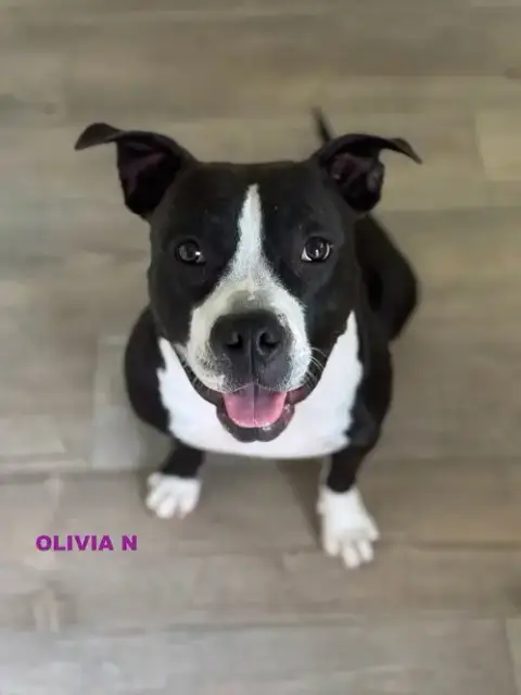 Olivia N photo 4