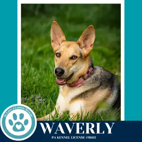 Waverly photo 3