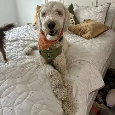 Teddy photo 3