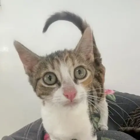 Tartar