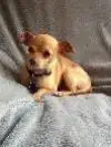Foha Sponsorship Dogs photo 4