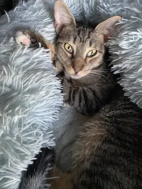 Dax
