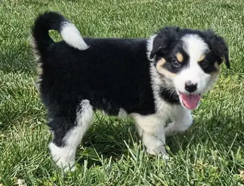 Puppy Waffles