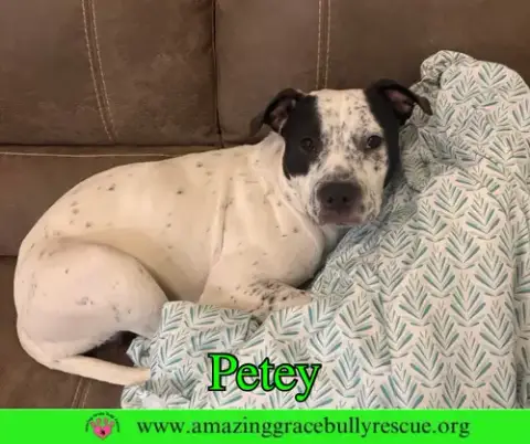 Petey photo 2