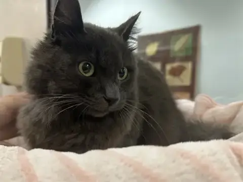 Sesame