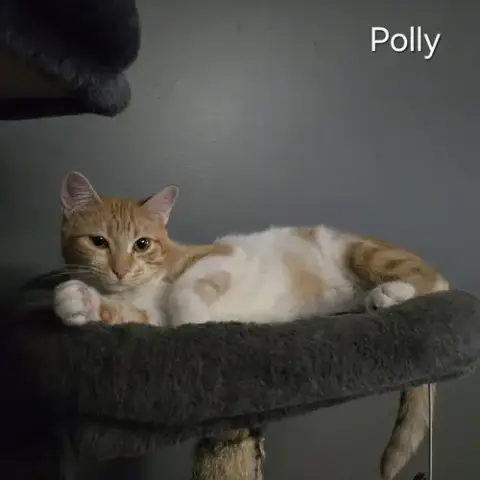 Polly photo 2