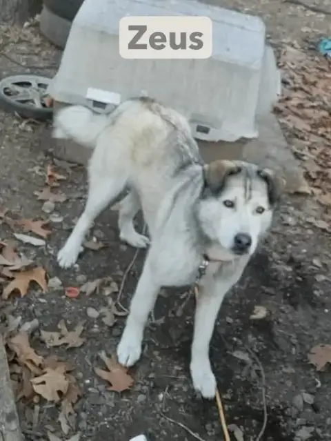 Zeus photo 2