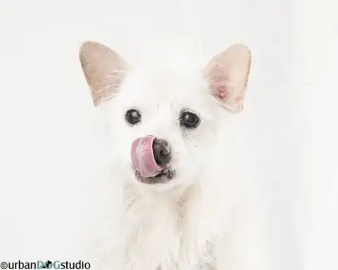 Bijou photo 2
