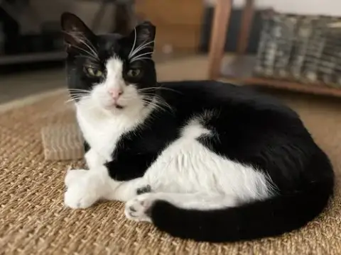 Tuxedo Man
