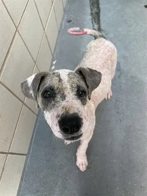 Sammy