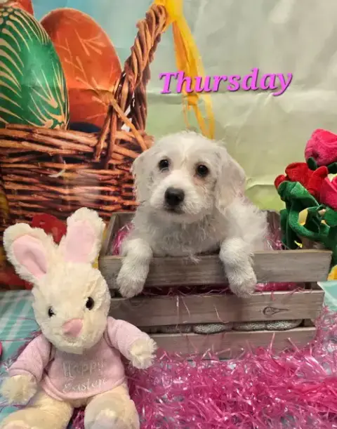 Thursday