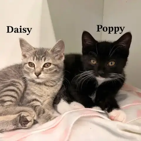 Poppy photo 5