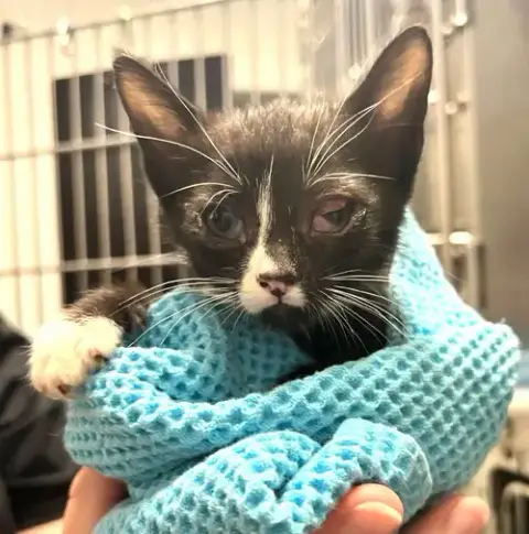 Kitten Fosters Desperately Needed photo 2