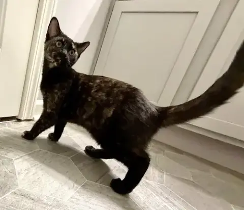 Kitten Gorgeous Galaxy photo 3