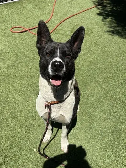 Hiro