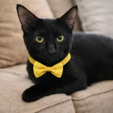 Daffodil =^.^=