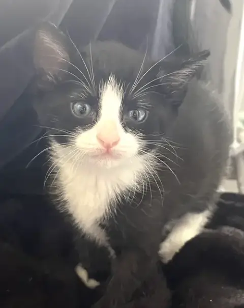 Momma Honey'S Litter: Eclair photo 3