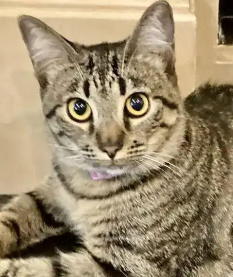 Pippa