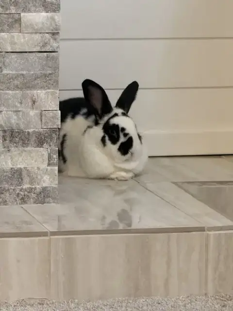 Reggie
