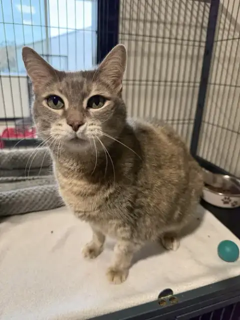 Kitty Cat Fh