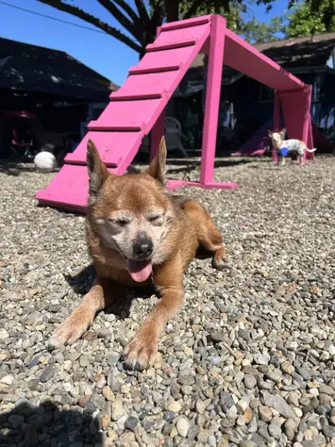 Dexter photo 4