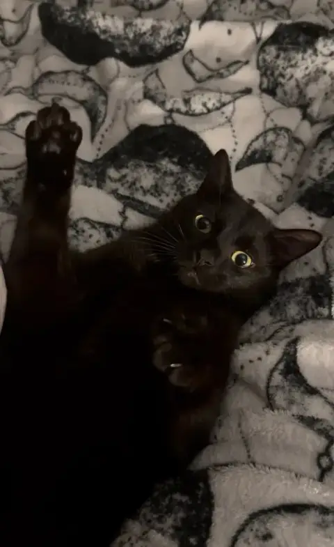 Loki