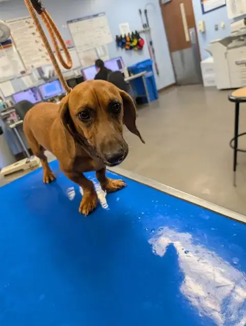 Oscar